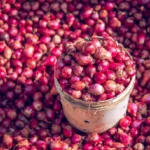 Foto Bawang Merah Brebes