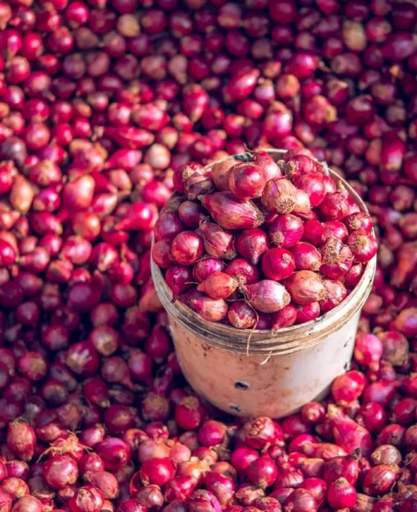 bawangmerahbrebes2 Bawang Merah Brebes