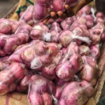 Foto Bawang Merah Brebes