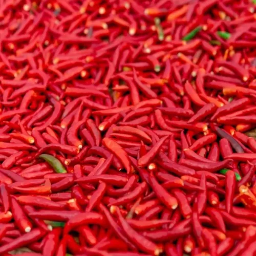 Cabai Rawit Merah