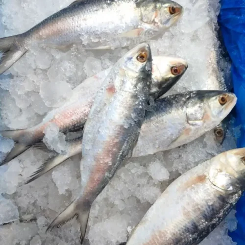 ikanbandeng Ikan Bandeng