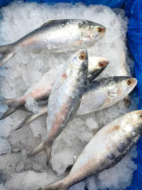 Ikan Bandeng