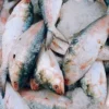Ikan Bandeng