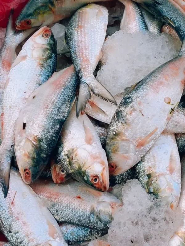 Ikan Bandeng