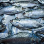 Foto Ikan Bandeng