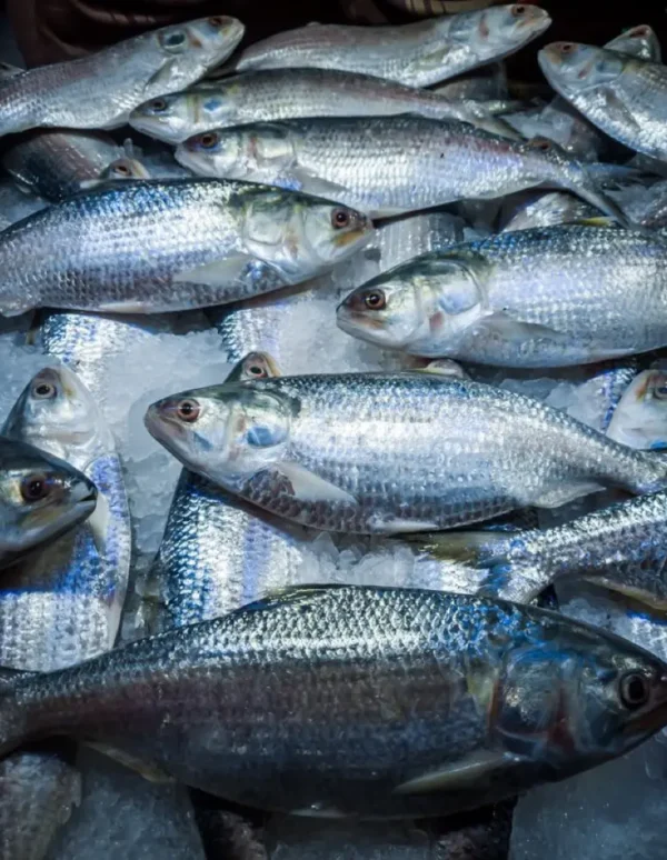 Ikan Bandeng