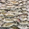 ikankembung Ikan Kembung