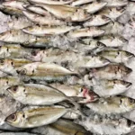 Foto Ikan Kembung