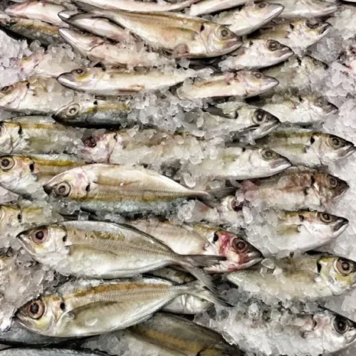 ikankembung Ikan Kembung