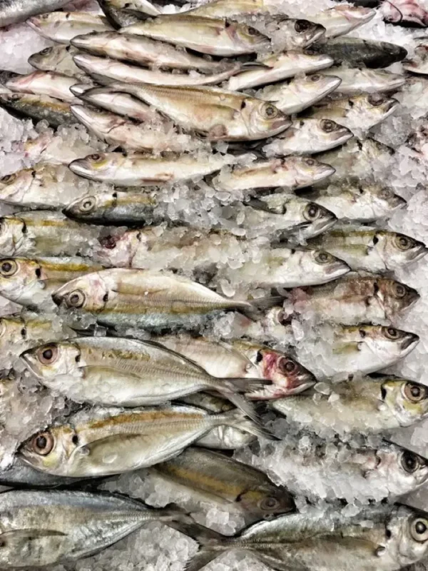 ikankembung Ikan Kembung