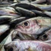 ikankembung1 Ikan Kembung