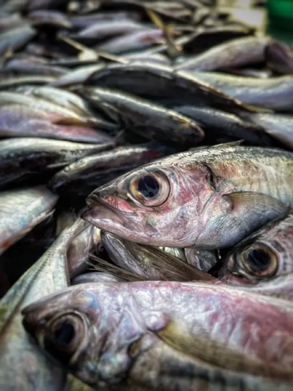 ikankembung1 Ikan Kembung