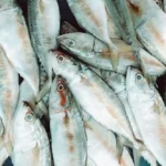 Foto Ikan Kembung