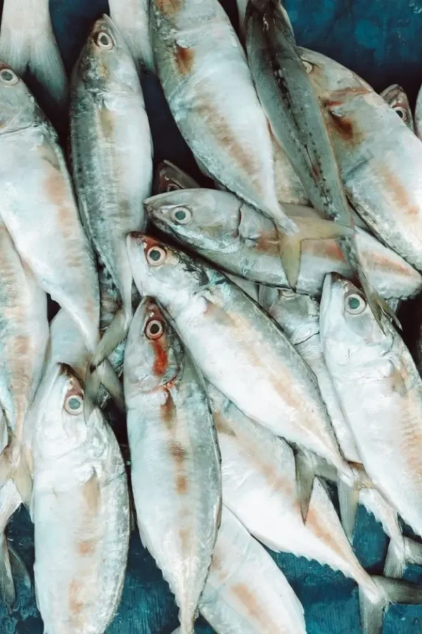 ikankembung2 Ikan Kembung