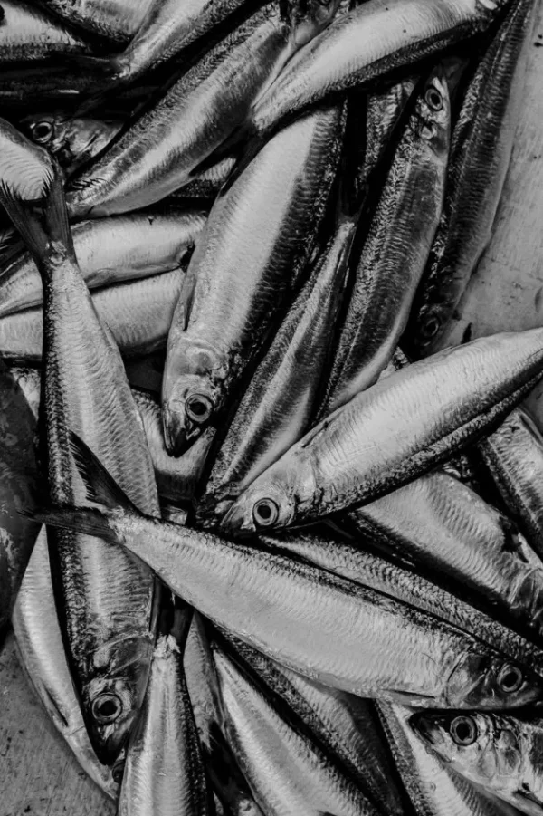 ikankembung3 Ikan Kembung