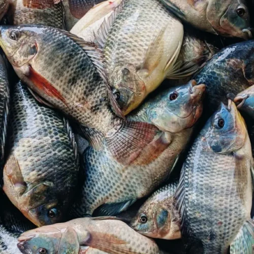 ikannila Ikan Nila