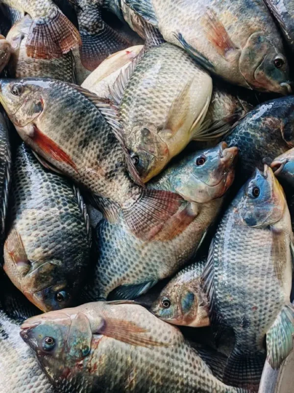 ikannila Ikan Nila