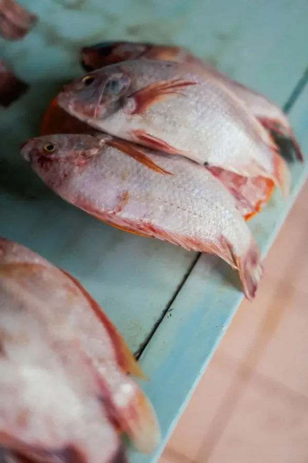ikannila1 Ikan Nila