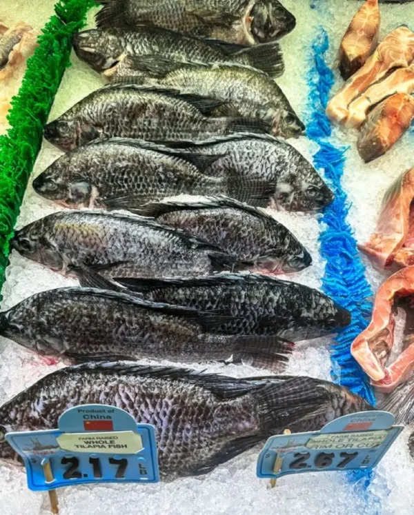 ikannila2 Ikan Nila