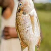 ikannila3 Ikan Nila