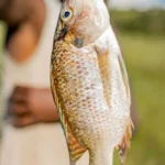 Foto Ikan Nila