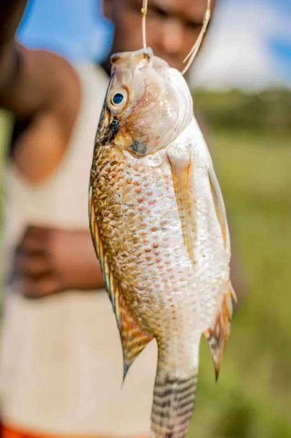 ikannila3 Ikan Nila