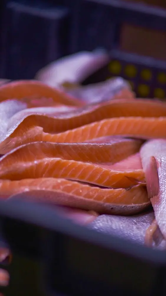 Ikan Salmon Fillet