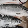 Ikan Salmon Fillet
