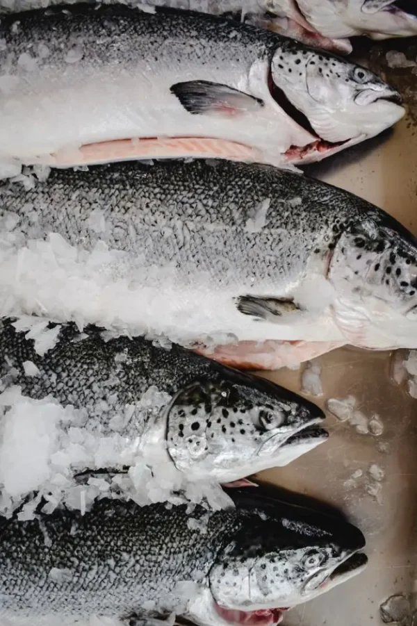 Ikan Salmon Fillet