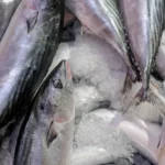 Foto Ikan Tongkol