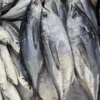 ikantongkol1 Ikan Tongkol
