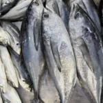 Foto Ikan Tongkol