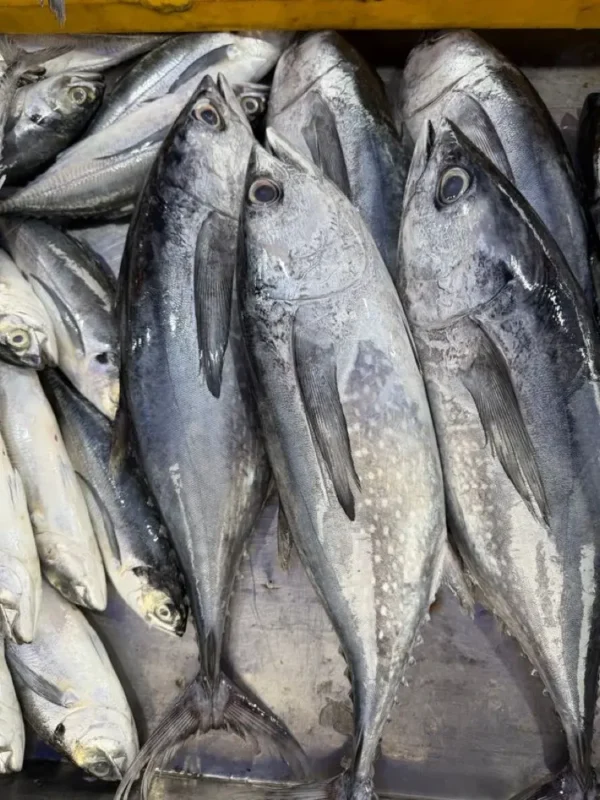 ikantongkol1 Ikan Tongkol