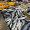 ikantongkol2 Ikan Tongkol