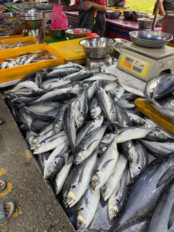 ikantongkol2 Ikan Tongkol