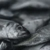 ikantongkol3 Ikan Tongkol