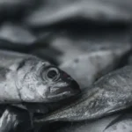 Foto Ikan Tongkol