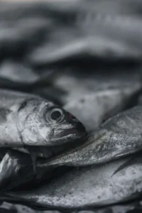 Ikan Tongkol Segar