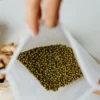 kacanghijau1 Kacang Hijau
