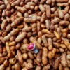 kacangtanah1 Kacang Tanah