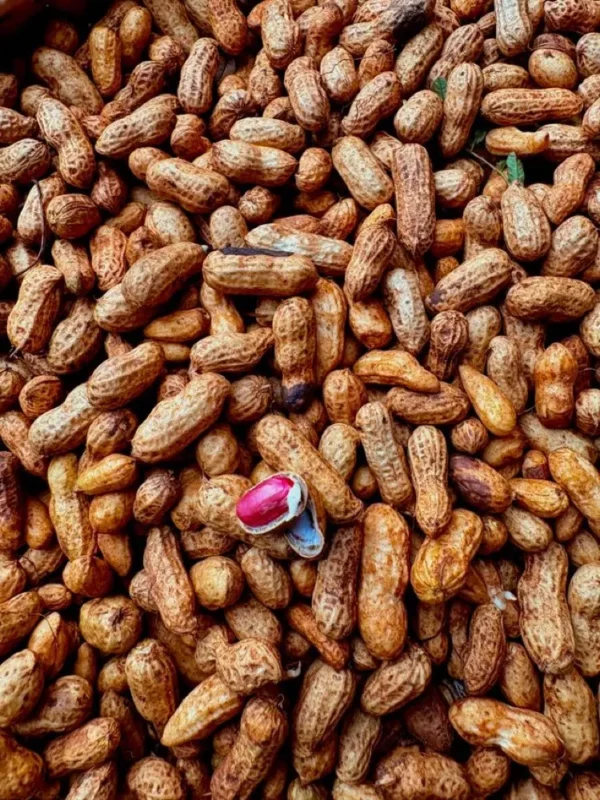 kacangtanah1 Kacang Tanah