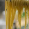 spaghetti1 Spaghetti